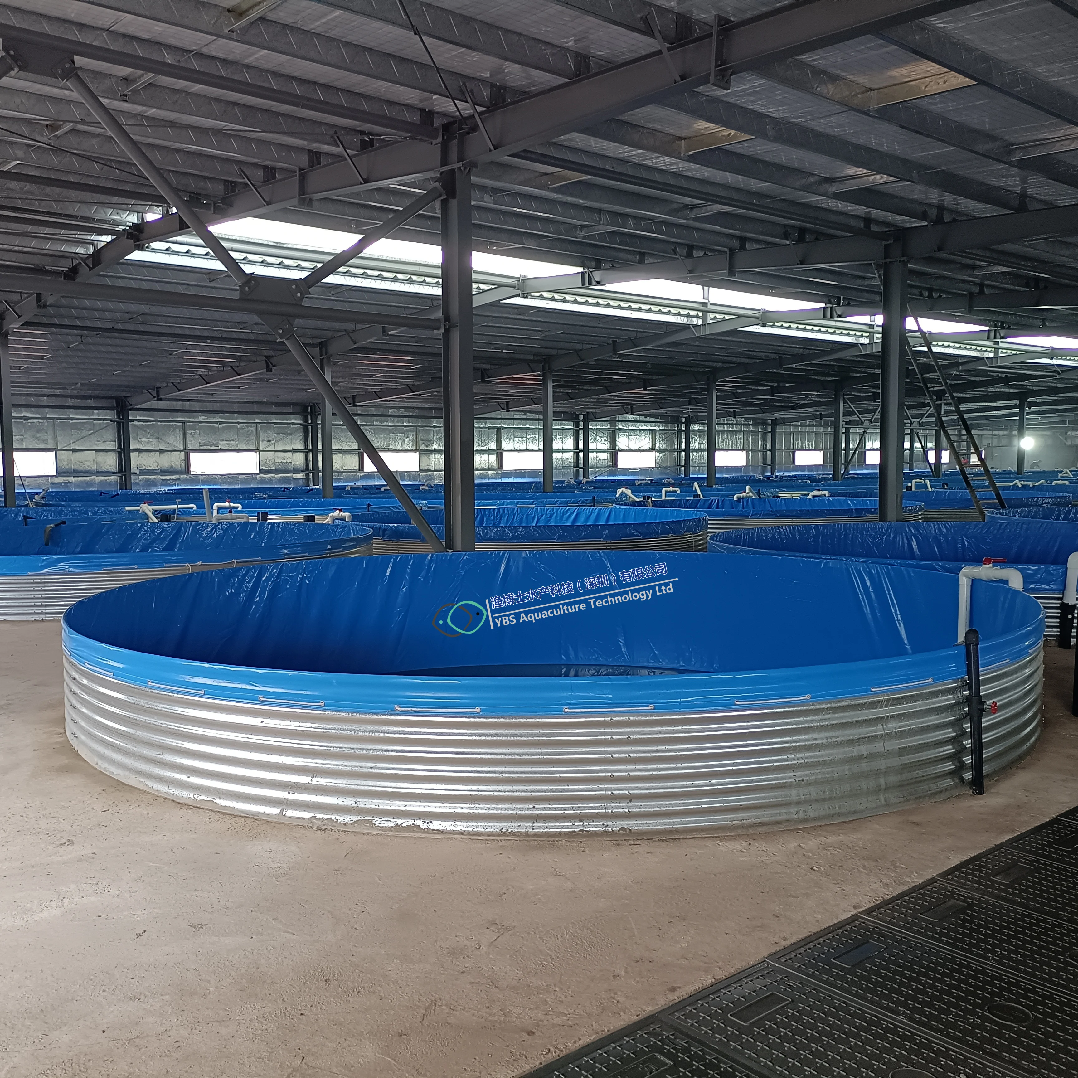 Factory direct sale Tilapia  indoor fish farming recirculating aquaculture system ras
