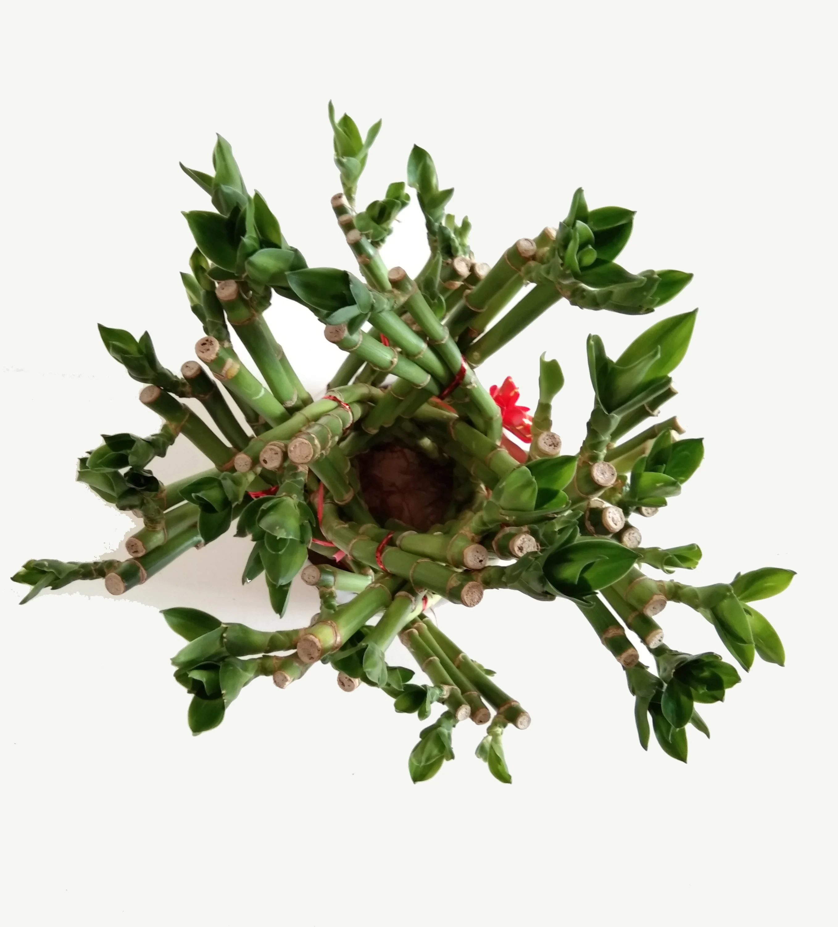 Indoor basket Bamboo lucky Bonsai Nursery Garden Plant