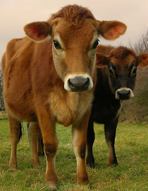 Jersey cows