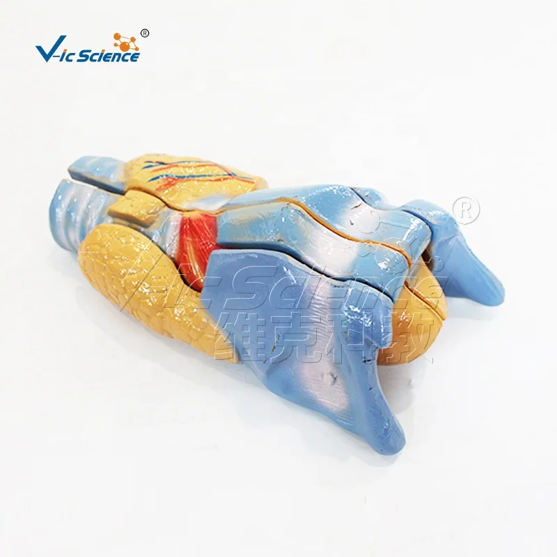 Laryngeal anatomical model human body organ model of body organs medical anatomy model school and hospital teaching