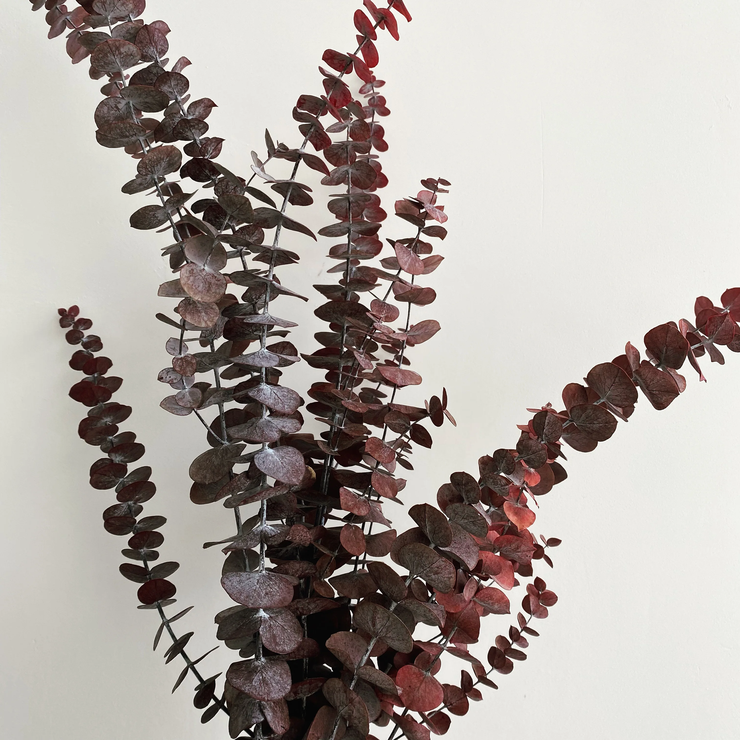 Factory Wholesale Natural Eucalyptus Leaves Dried Flower Wedding Decoration Preserved Eucalyptus Leaves