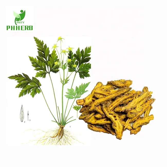 Factory price health product supplement coptis rhizome root extract powder