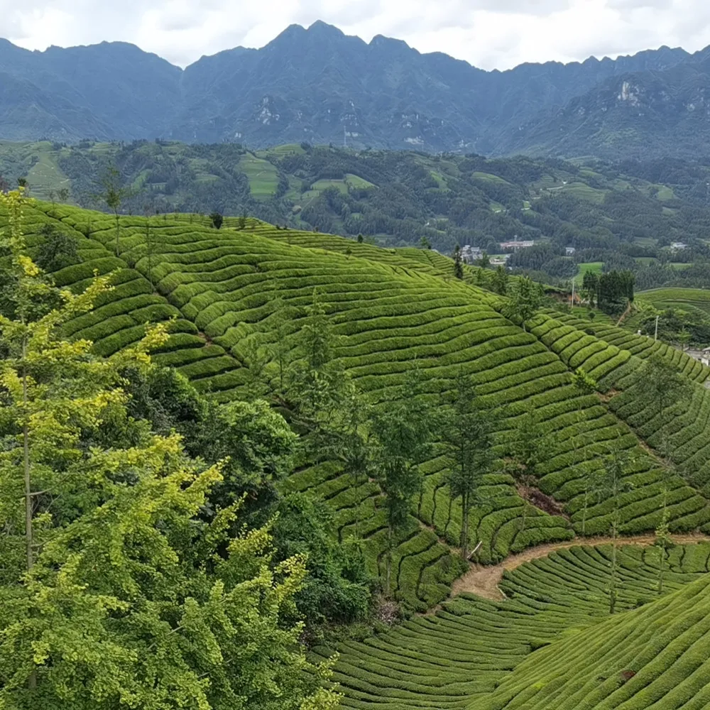 wholesale China gunpowder 3505 green tea factory price 3505A high grade 3505AAA  gunpowder 3505B