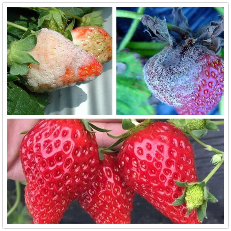 Биофунгицид Bacillus amyloliquefaciens, 6 миллиардов CFU/мл, жидкость для рисовой бактериальной болезни, бактериальная полоса листьев