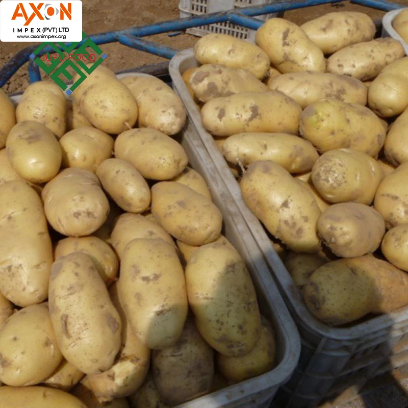 
 Пакистанский Овощной Картофель/экспорт свежих овощей  