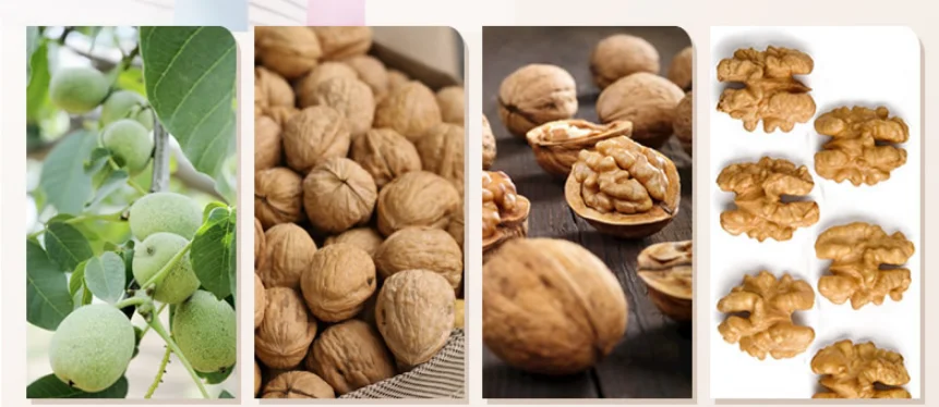 Factory price  2022 new crop xinjiang Xiner Walnut kernels