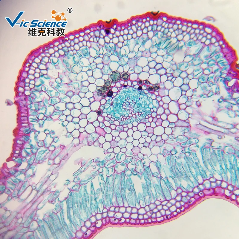 Biology Lab Course Moss Protonema and Bud w.m Preparete Microscope Slides