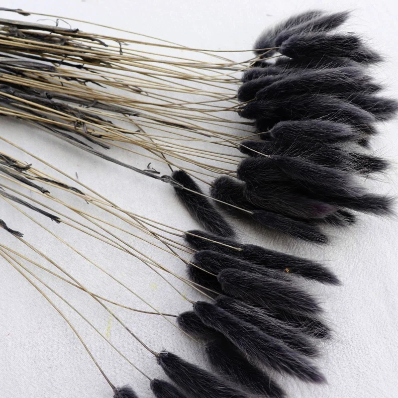 Yunnan Hot Sale Bunny Tails Grass Home Decorative Dried Flowers Black Lagurus Ovatus