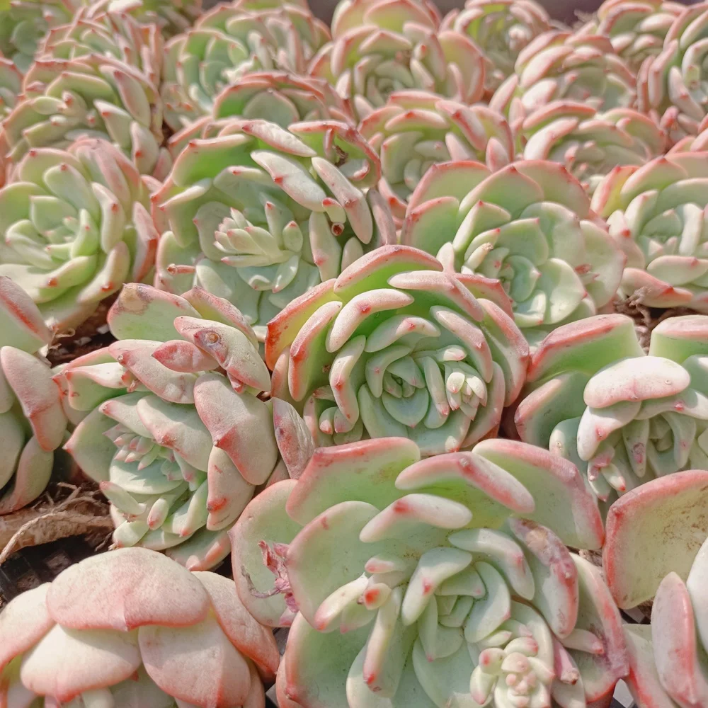  126 Echeveria шальмон суккулент древесное растение суккуленты
