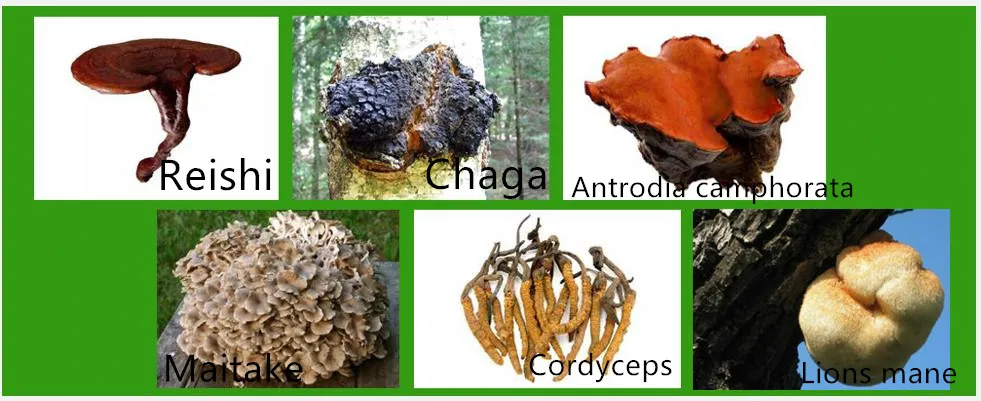 Mushroom extract.jpg
