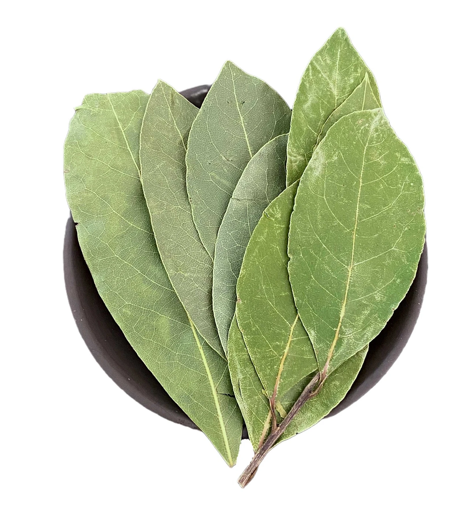 Top quality cook spice and Wholesale product   laurel leaves
