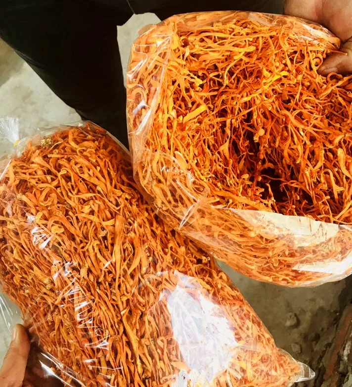 Dried Fungus Cordyceps Militaris For Sales