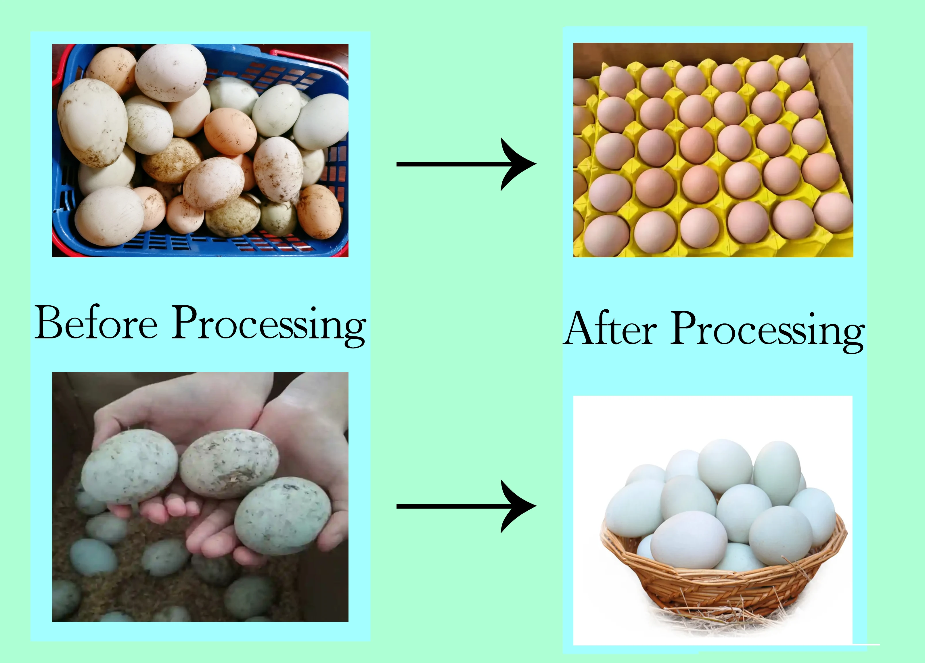 High-Efficiency Egg Cleaning Machine with Advanced Sanitizing Technology for Optimal Hygiene and Quality Control