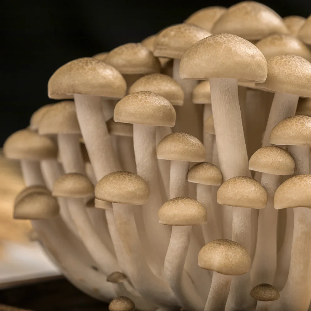 China Edible Fungus Fresh brown Shimeji