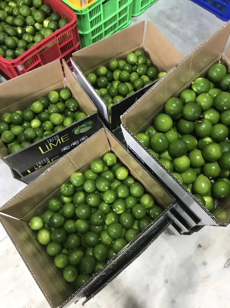 lime (186).jpg