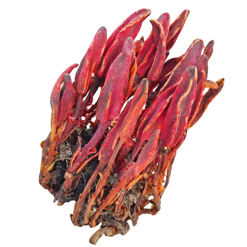 Yang strengthening and kidney tonifying nourishing and nourishing 100% pure natural rejuvenating grass