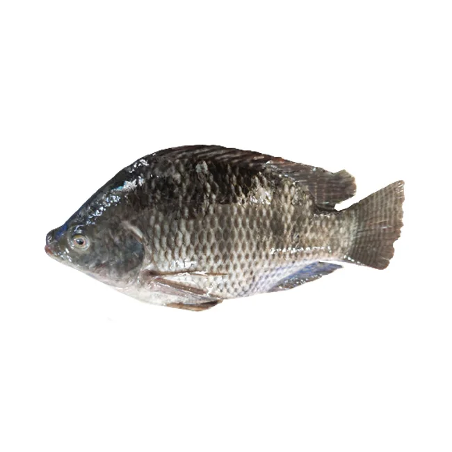 hot selling cheap 90% N.W. frozen tilapia wholesale price 100-200g 200-300g frozen tilapia fish