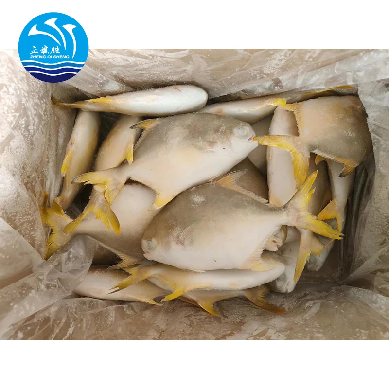 Frozen Fish Chinese Seafoods Golden Pompano Fish Golden Pomfret 300-400g 10kg/ctn with 24 Months Shelf Life