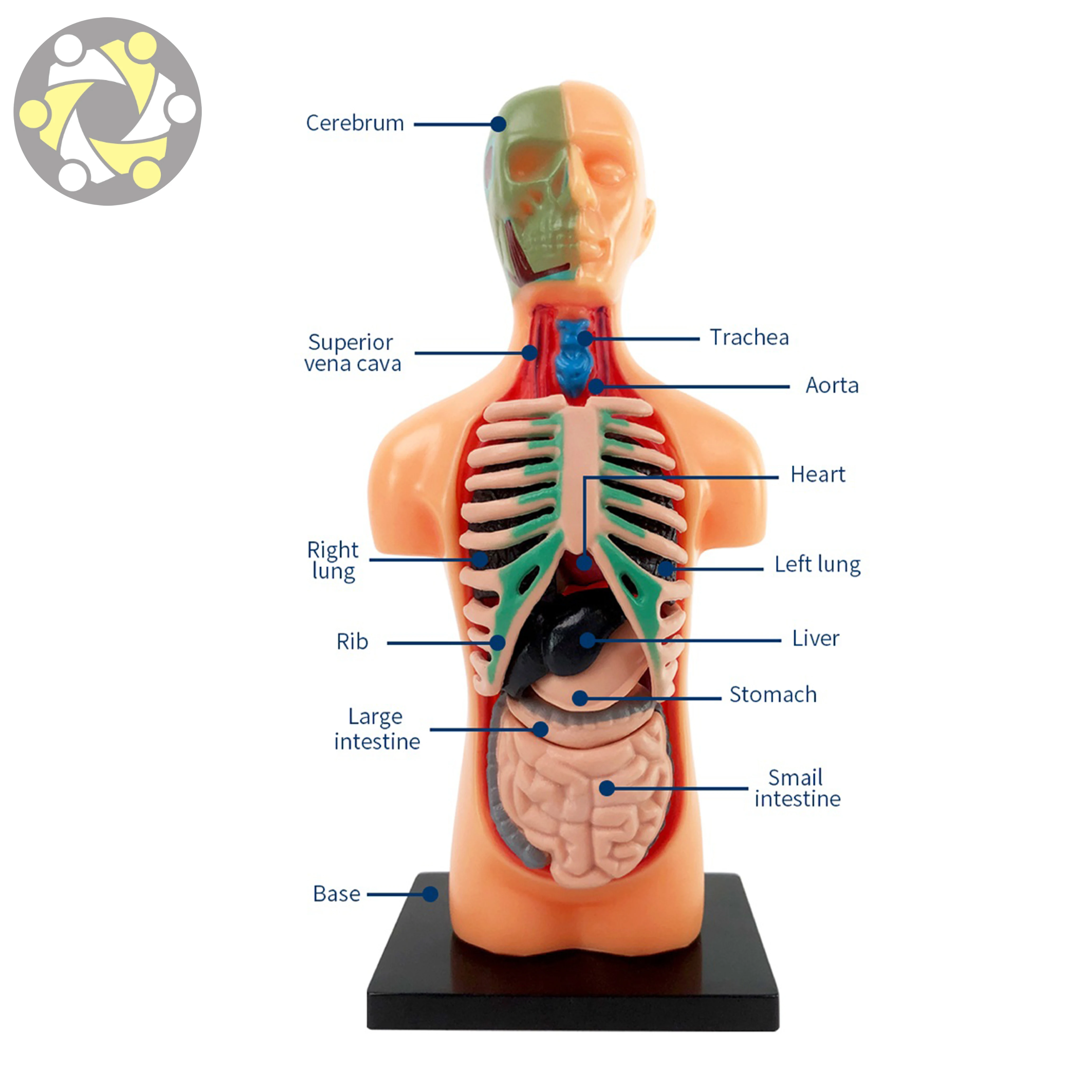 Human Body Assembly Model Science Education Toy