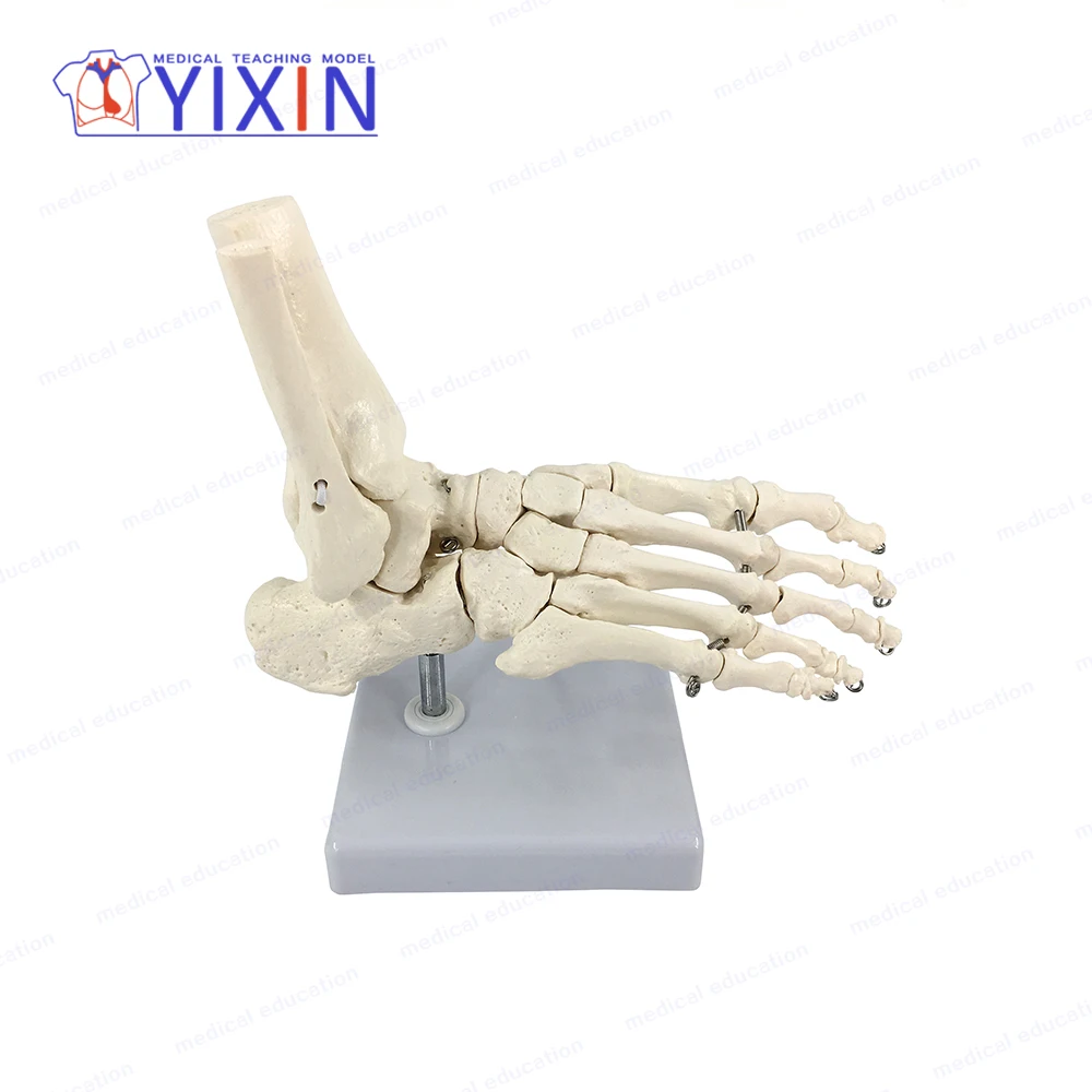 YIXIN/ Foot Skeleton With Ankle, Bones of the Foot
