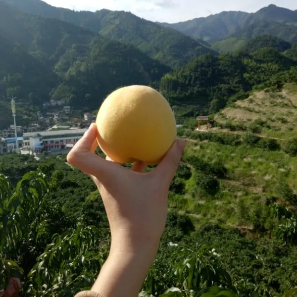 
Factory directly juicy sweet yellow fresh peaches 