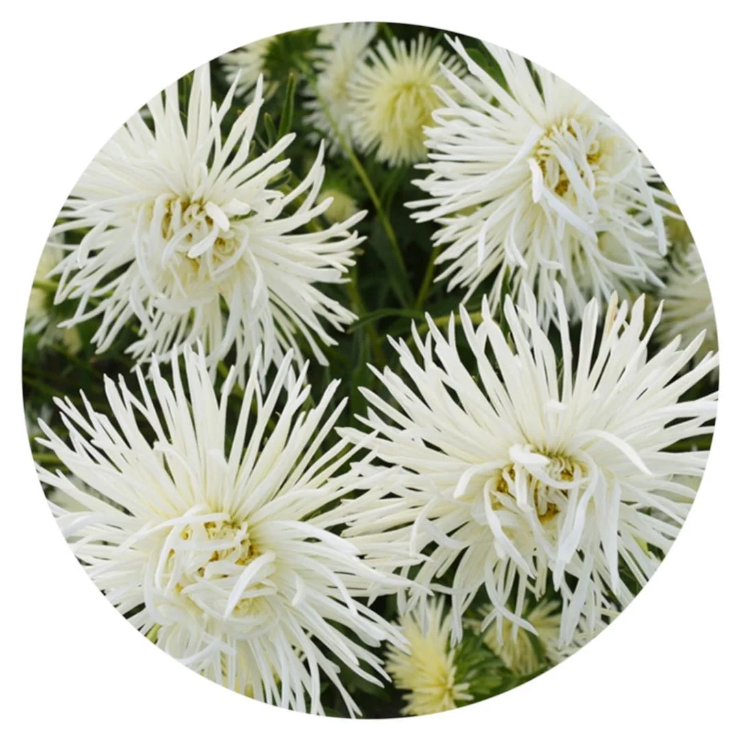 
 1000 семян, 2021 семян для сбора урожая домашнего садоводства, игла светло-желтого цвета из Китая, семена астры/каллистефуса китайского, цветочные луковицы, семена  