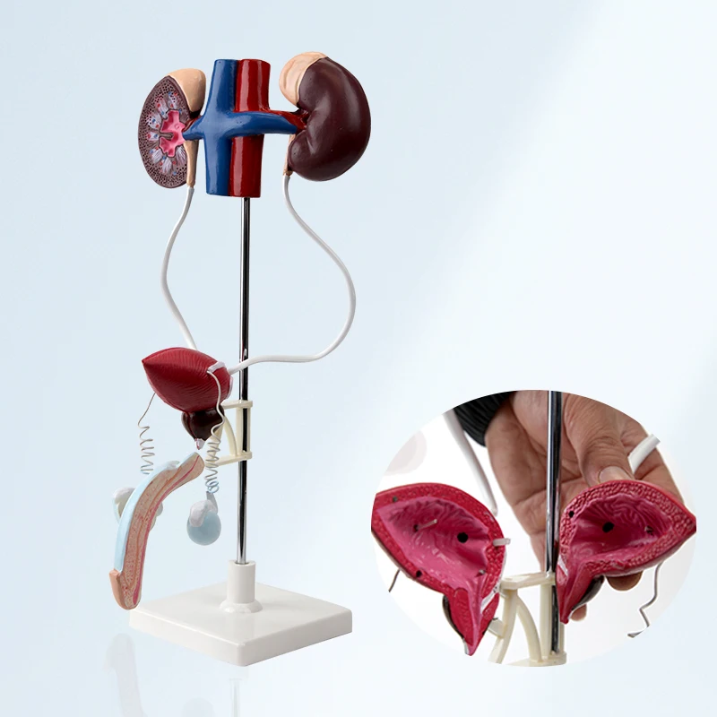 Модель человеческой мочевой системы анатомическая модель мужской
