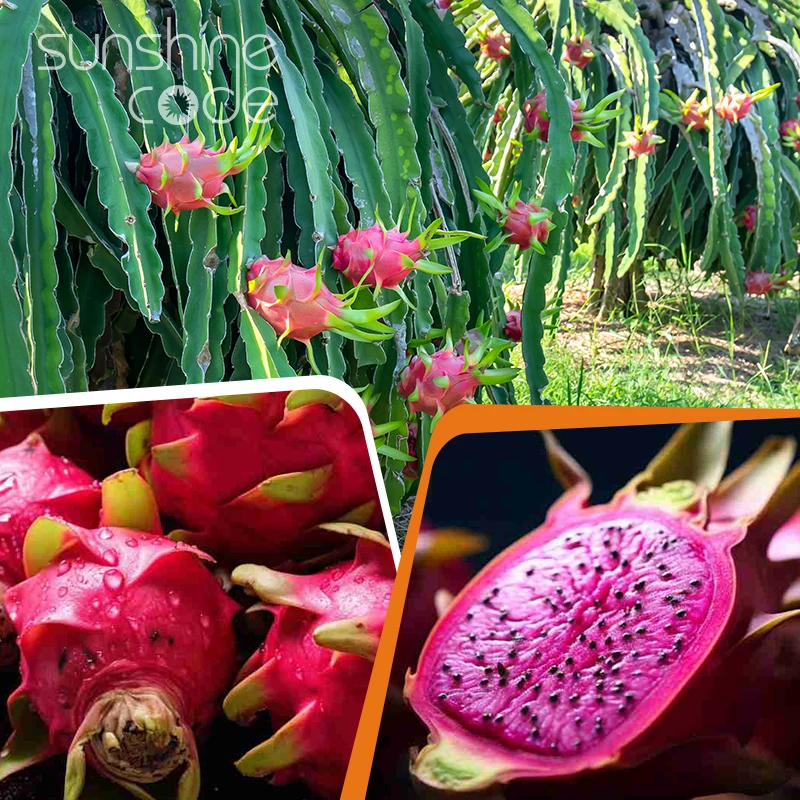Sunshine Code fresh red dragon fruit dragon fruit good quality cheap red dragon fruit