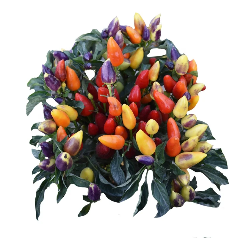 Наполнитель для холодной очистки, влажный, с теплым желудком, горшечный, Capsicun Annuum Seed