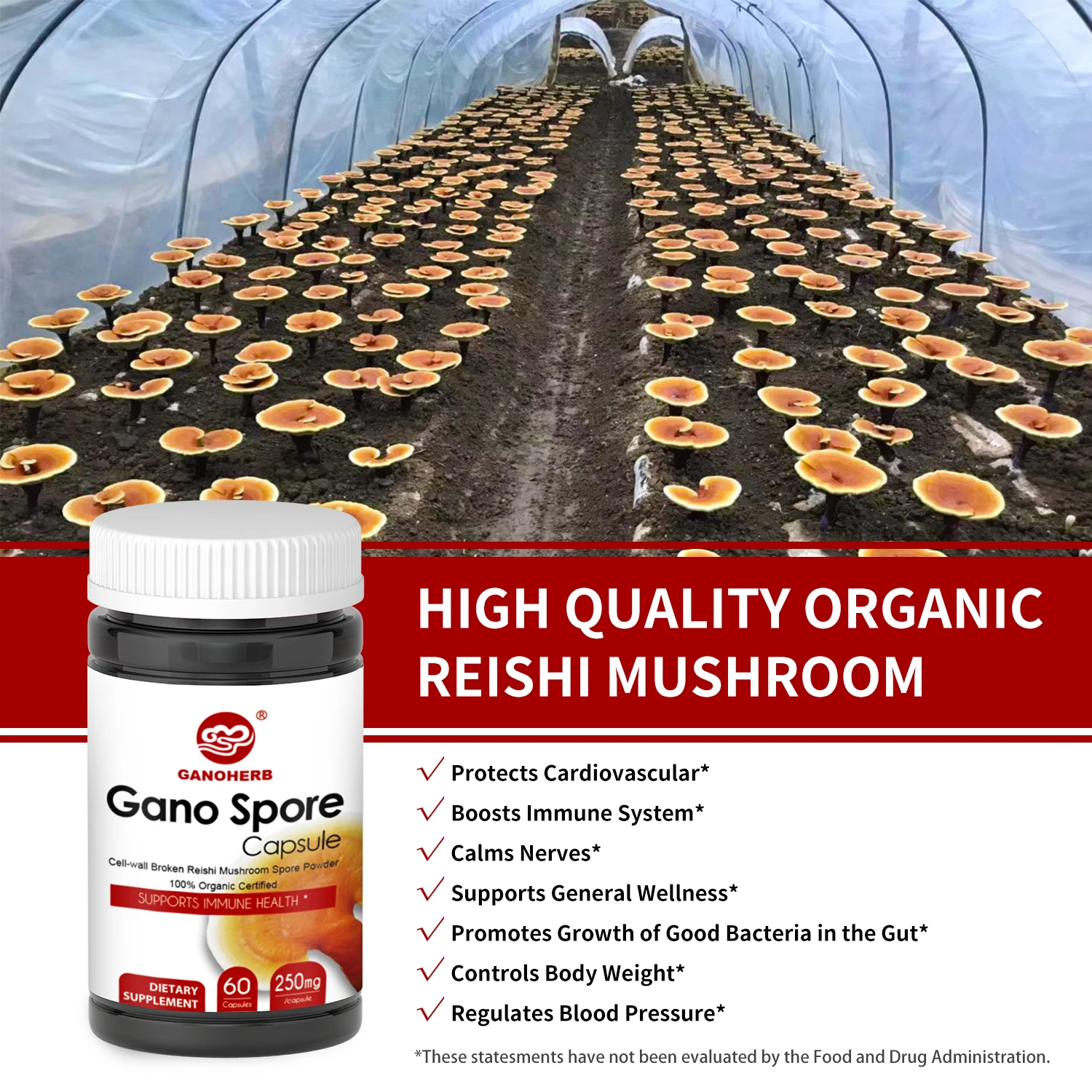 GANOHERB Organic 99.99% Cell-Wall Broken Spore Powder Capsule