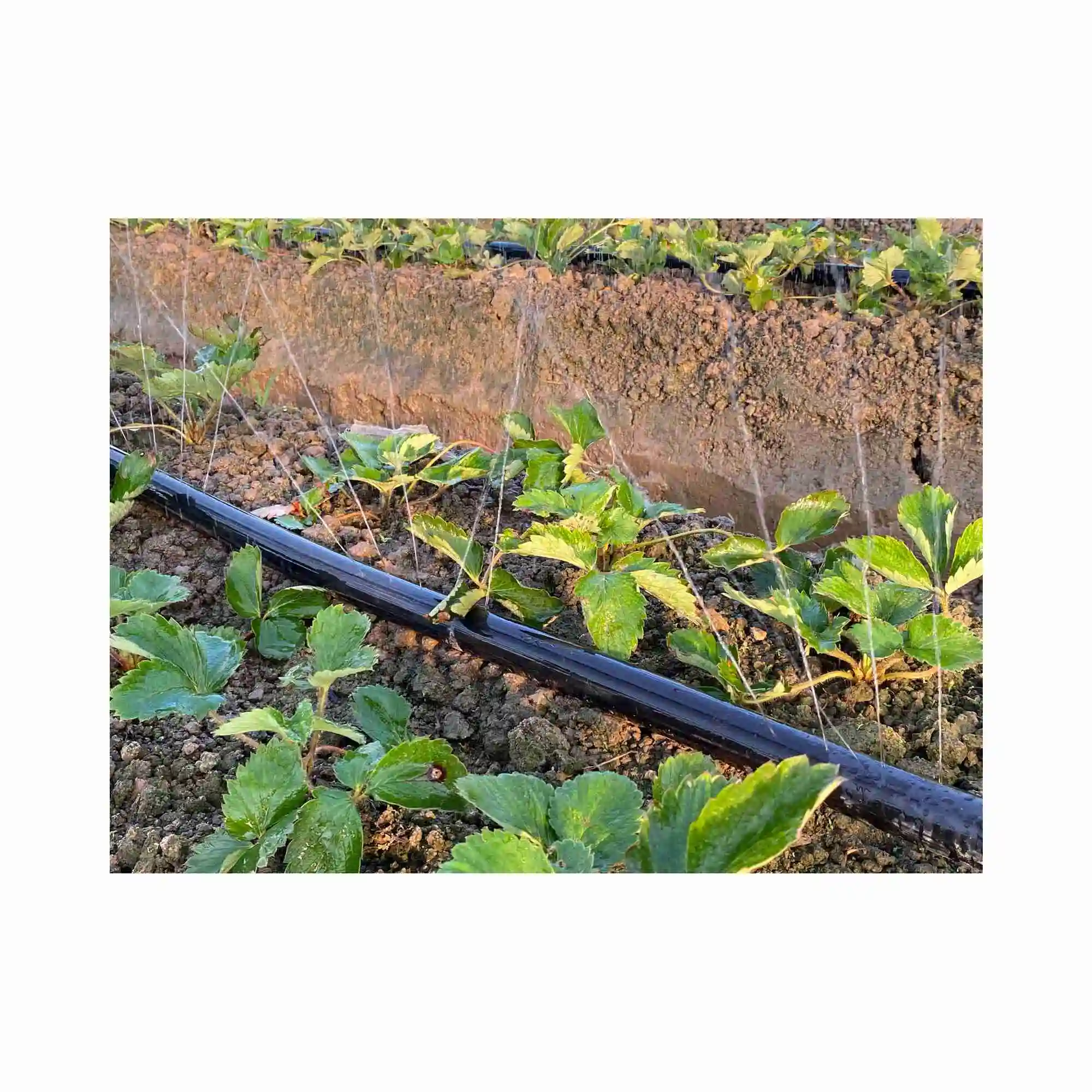 Neetrue soaker hose lawn irrigation plant irrigation system micro spray hose for Agriculture