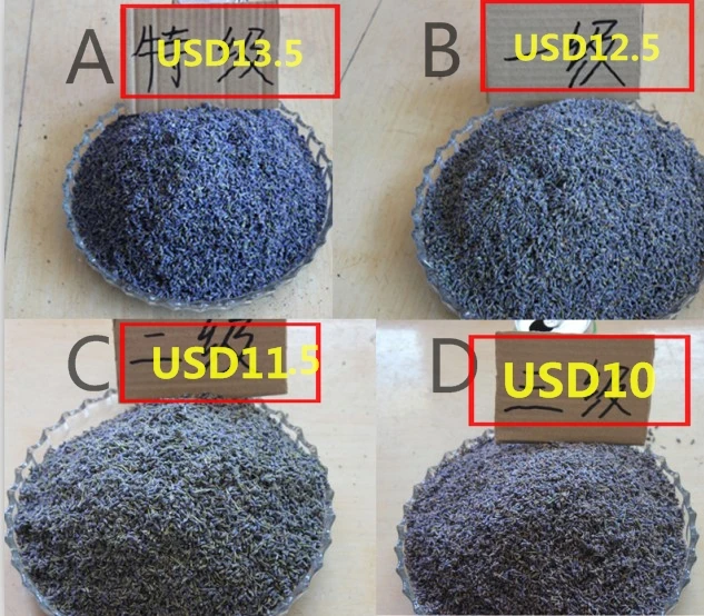 Wholesale Organnic Chinese Dried Lavender Flower Buds for fragrance