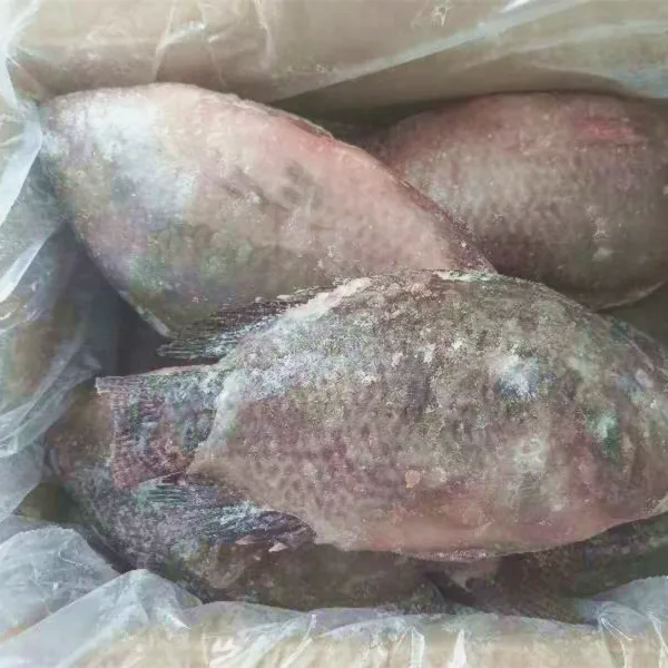live fish tilapia wholesale frozen whole round black tilapia fish