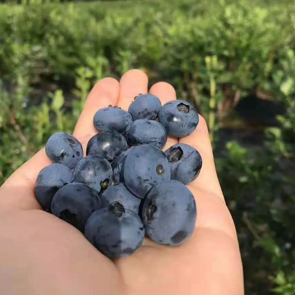 2021 поставка Touchhealthy семена голубики для посадки как семена плодовых деревьев
