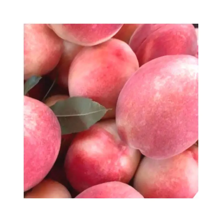 Manufacturers Direct Selling fruit Beijing no.7 sweet fresh peaches  with cheap price