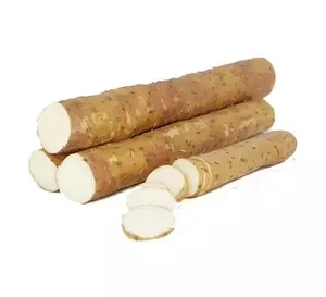 New Crop Fresh Burdock Wholesale Price Golden Yellow Burdock Fresh Vegetables Pure Natural Burdock Root