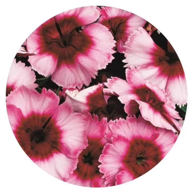 NDI31 Panamerica dianthus hybrida F1 супер идеально, Семена Малины