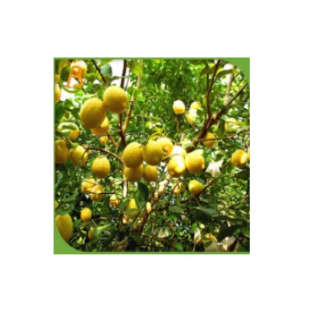 High Quality Citrus Fresh Seedless Lemon & Limes...