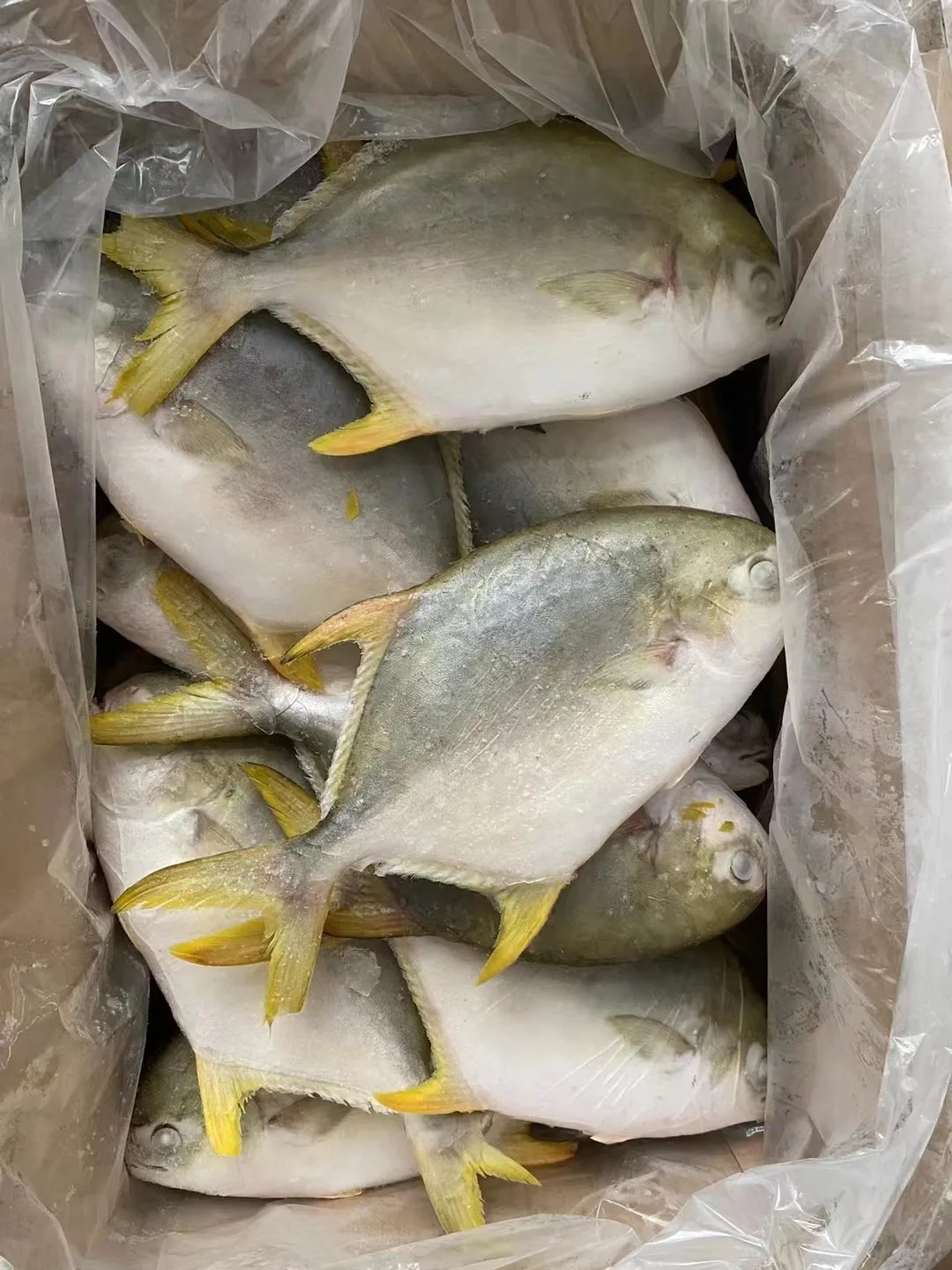 China pompano fish whole round golden pompano golden pomfret fish for sale