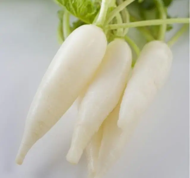 2022 new season fresh vegetable export and international certification fresh vegetable white radish