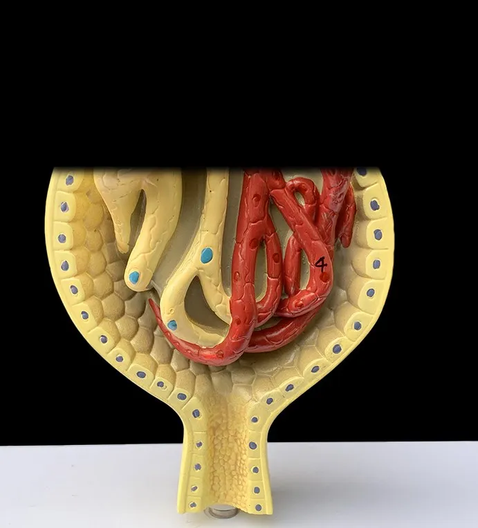 Medical science teaching resources human anatomy Anatomical Human Organs Kidney Nephron And Glomerulus Model