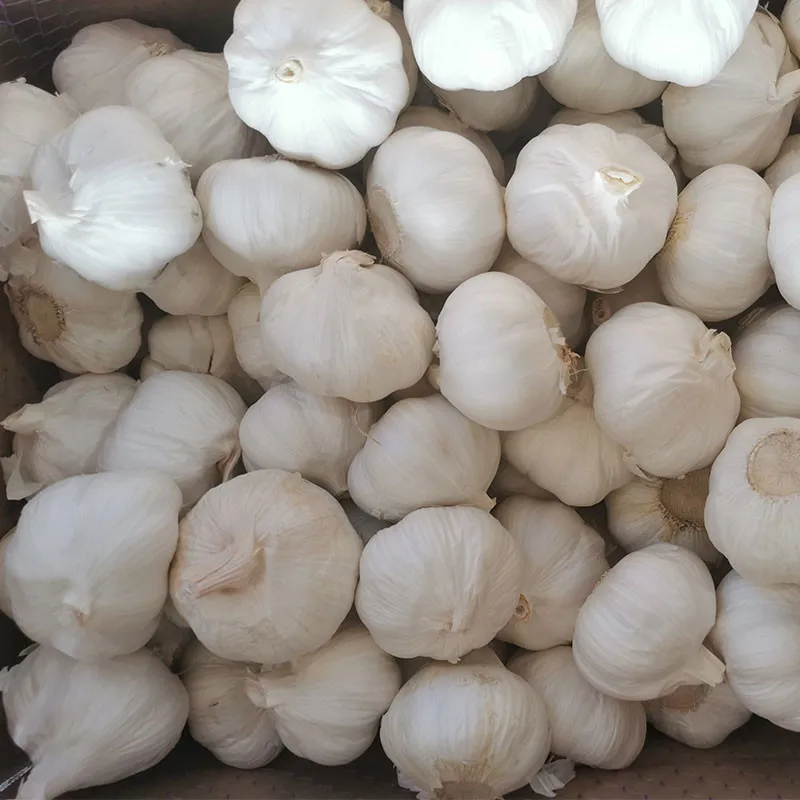 2020 New Crop High Quality China Chinese Best Wholesale White Fresh Garlic for Sale