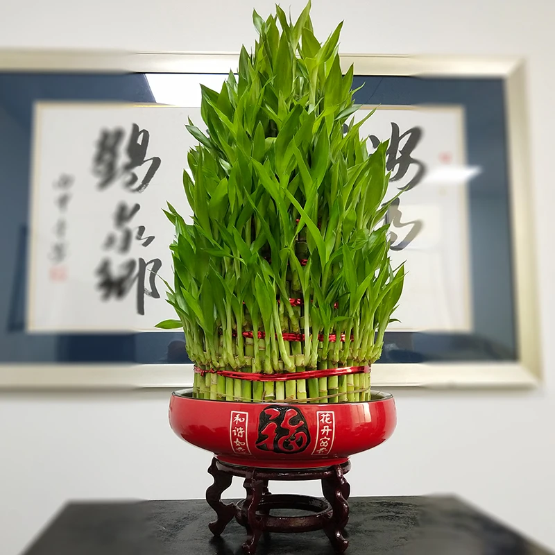
best lucky bamboo tower for sell in china 