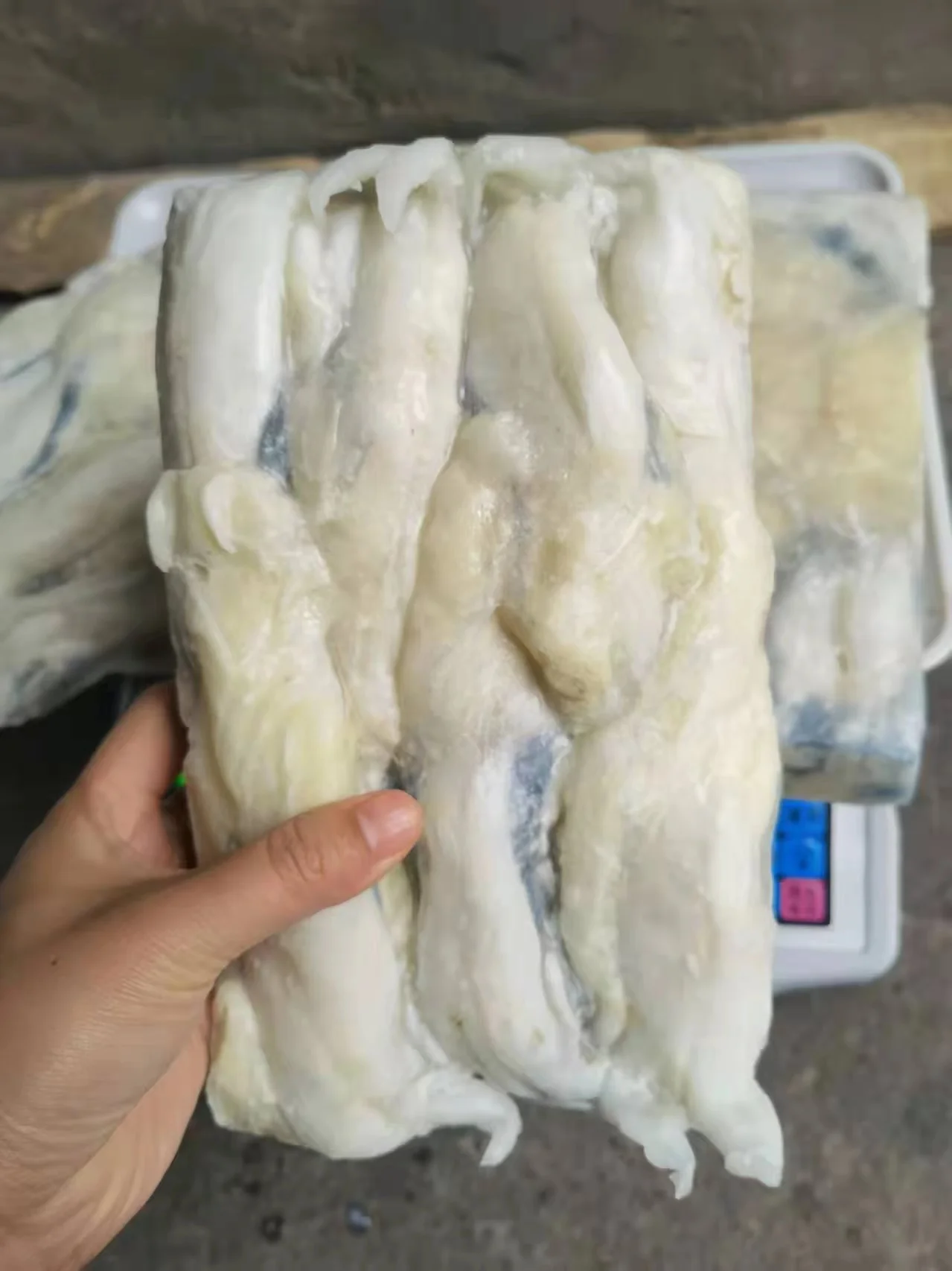 salable  illex squid roe from China