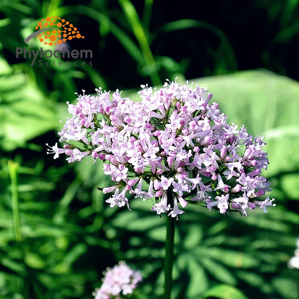 Hotsale sleeping valeriana powder organic valerian extract 0.8% valeric acid sleep improvement Valerian root extract powder