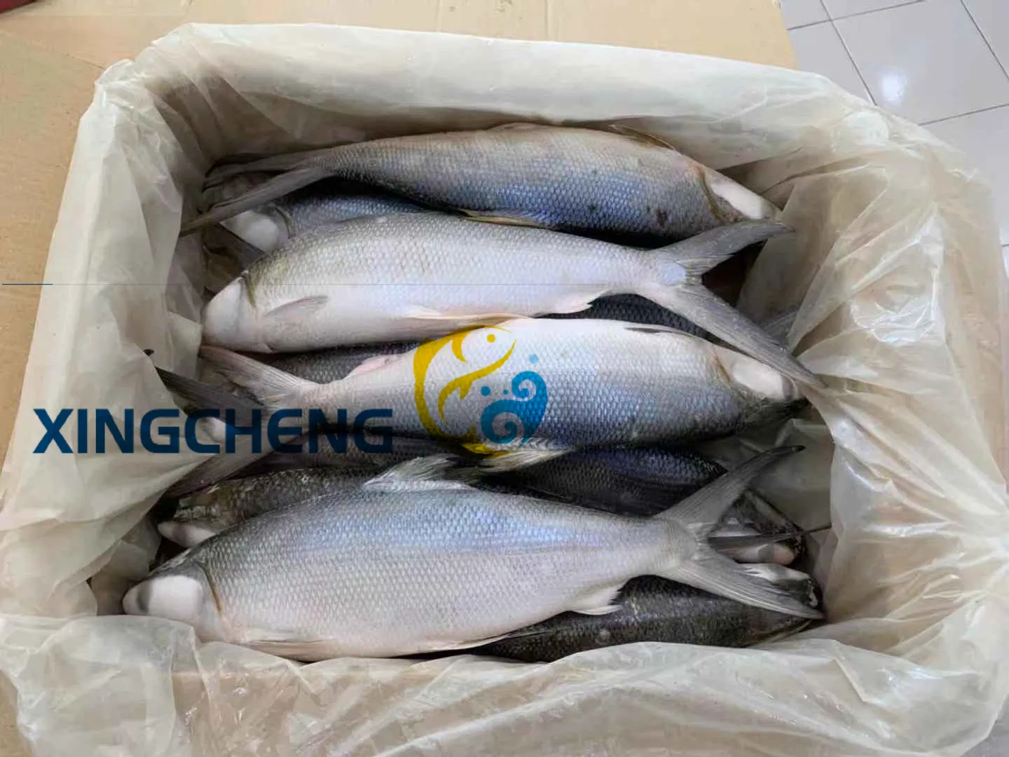 Frozen Milk Fish Whole Round