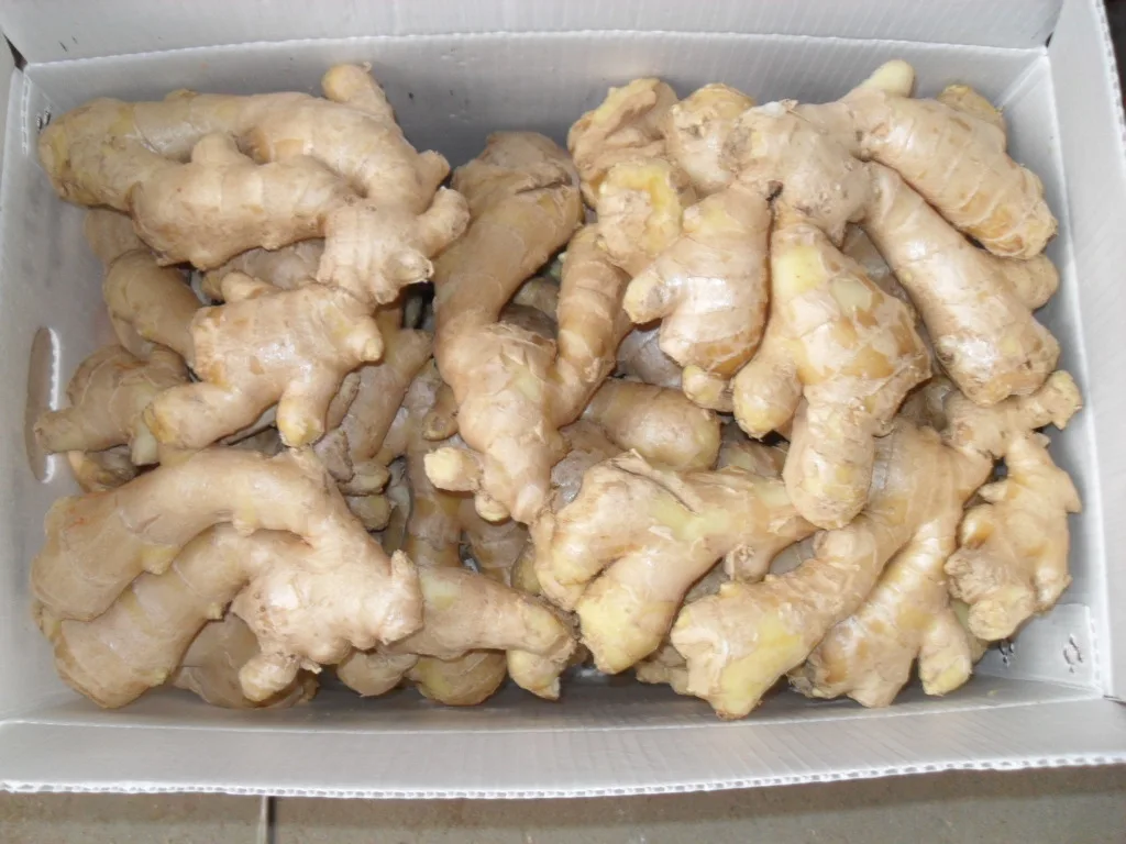Good Quality Plump Clean Yellow Color Chinese Fresh Ginger Seeds