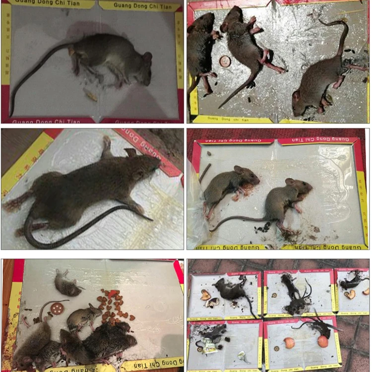 Wholesale price sticky mouse board glue mouse trap mouse killer Sizes can be customized