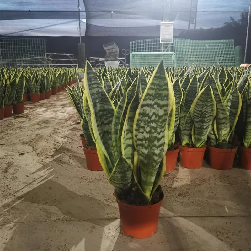 
Sansevieria superba 