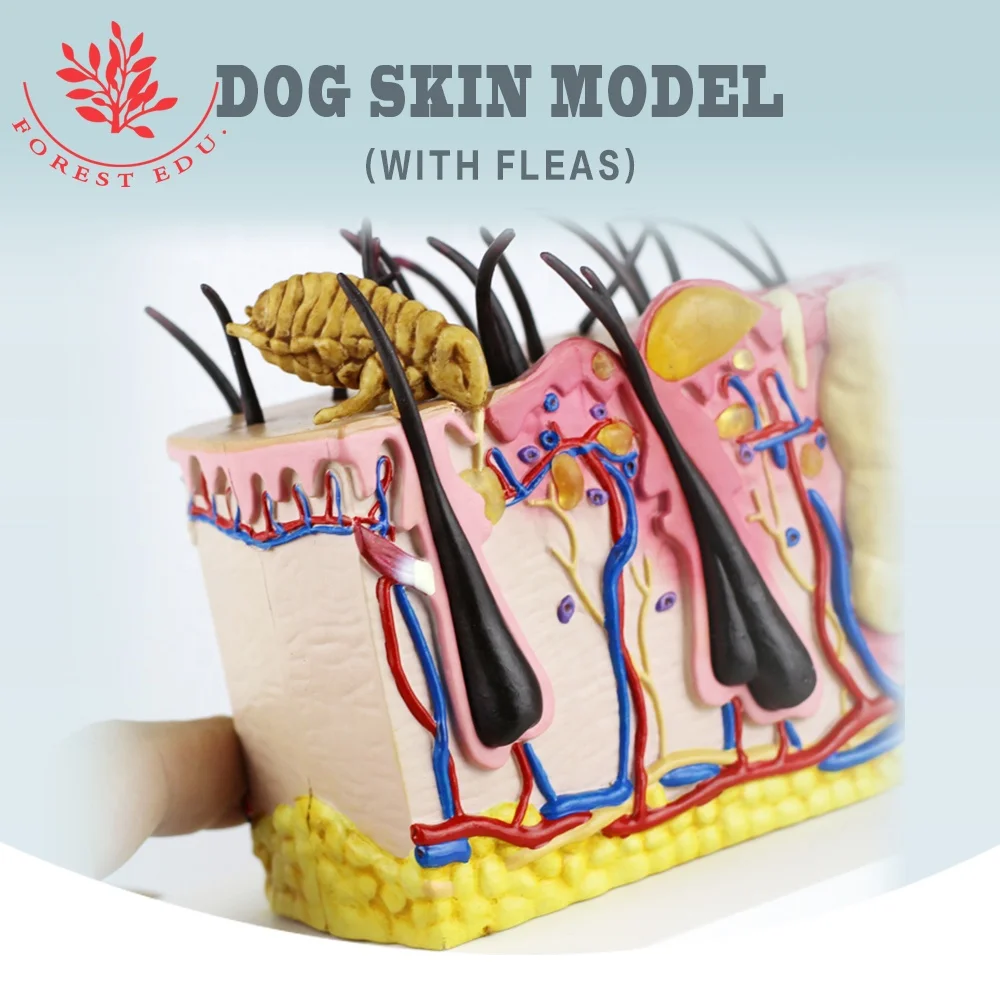 Canine Skin with Flea Bite anatomical model Canine Dog Skin Model